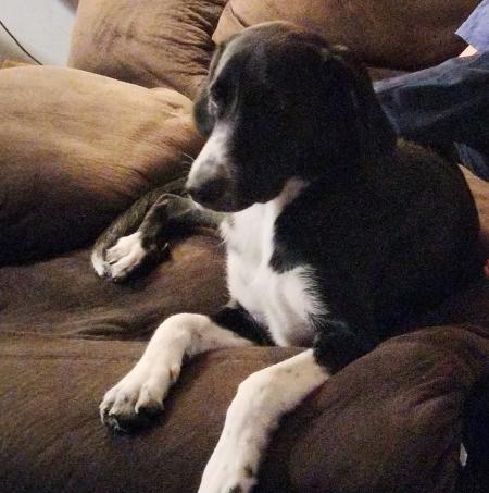 Lost Dog